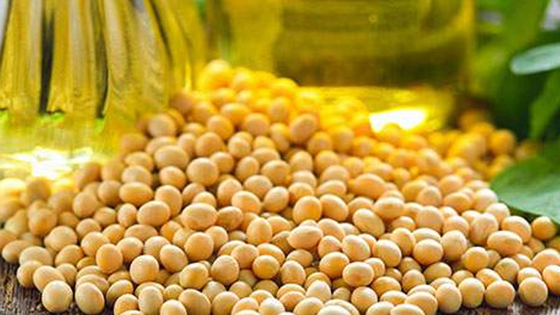 Persistent Decline in Oilseed Prices Despite Reduced Production