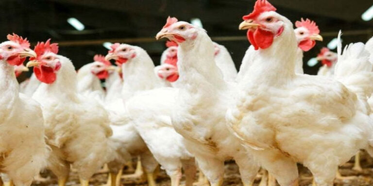 Chicken Rate in Pakistan