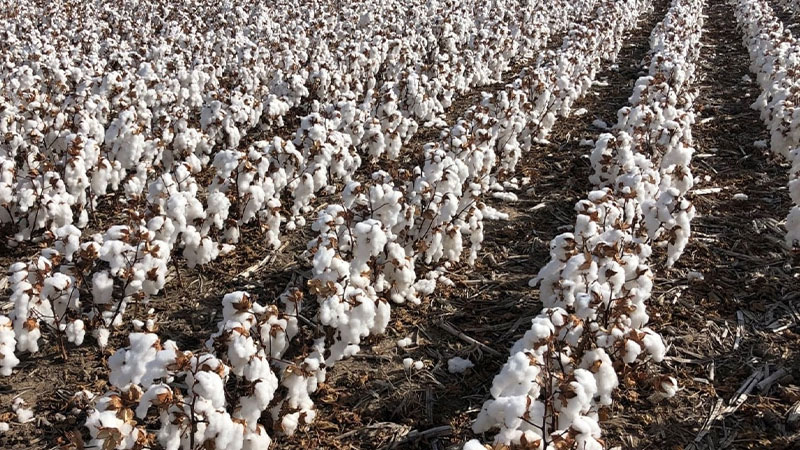 Cotton Deliveries Surge by 77% Within a Year